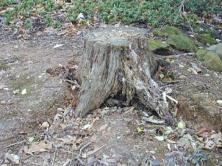 the tree stump